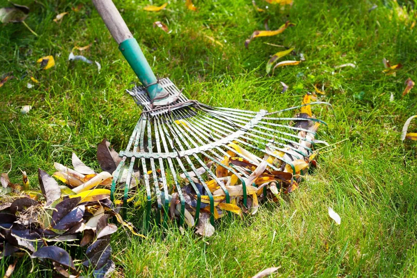 Fall lawn treatment St. Augustine