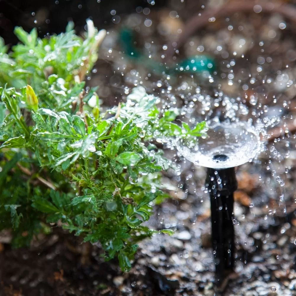 St Augustine Beach Landscaping Services