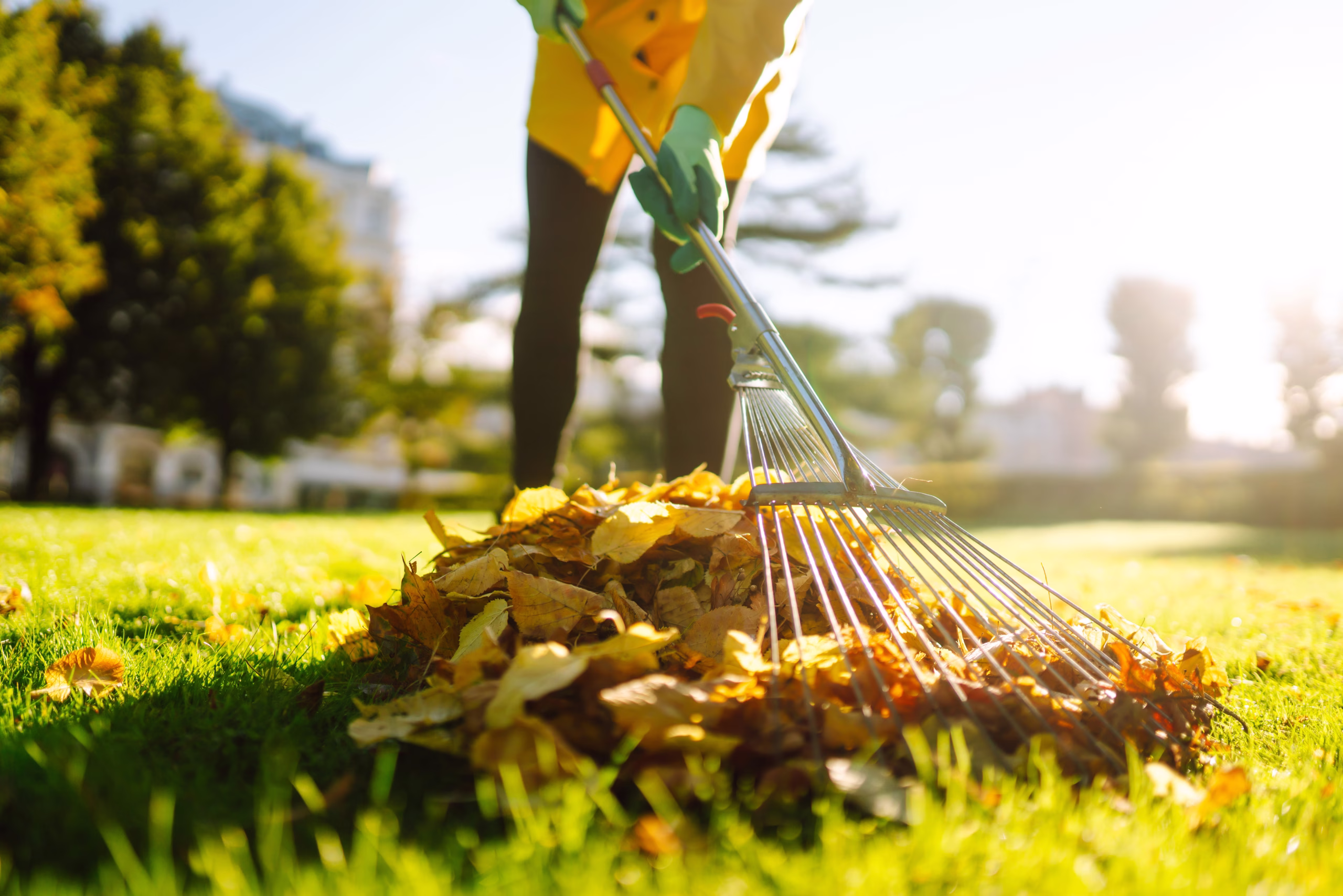Spring & Fall Cleanup