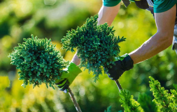 gardener-holding-evergreen-plants-in-lush-green-se-2026-03-25-02-21-47-utc