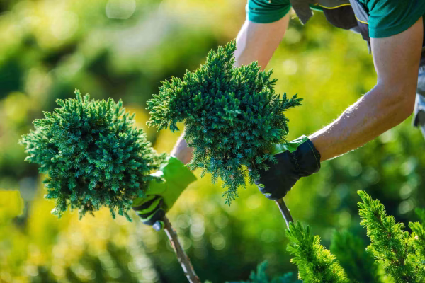 gardener-holding-evergreen-plants-in-lush-green-se-2026-03-25-02-21-47-utc
